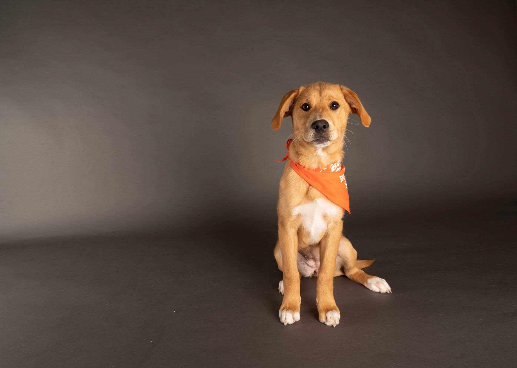 PUPPY BOWL XVII